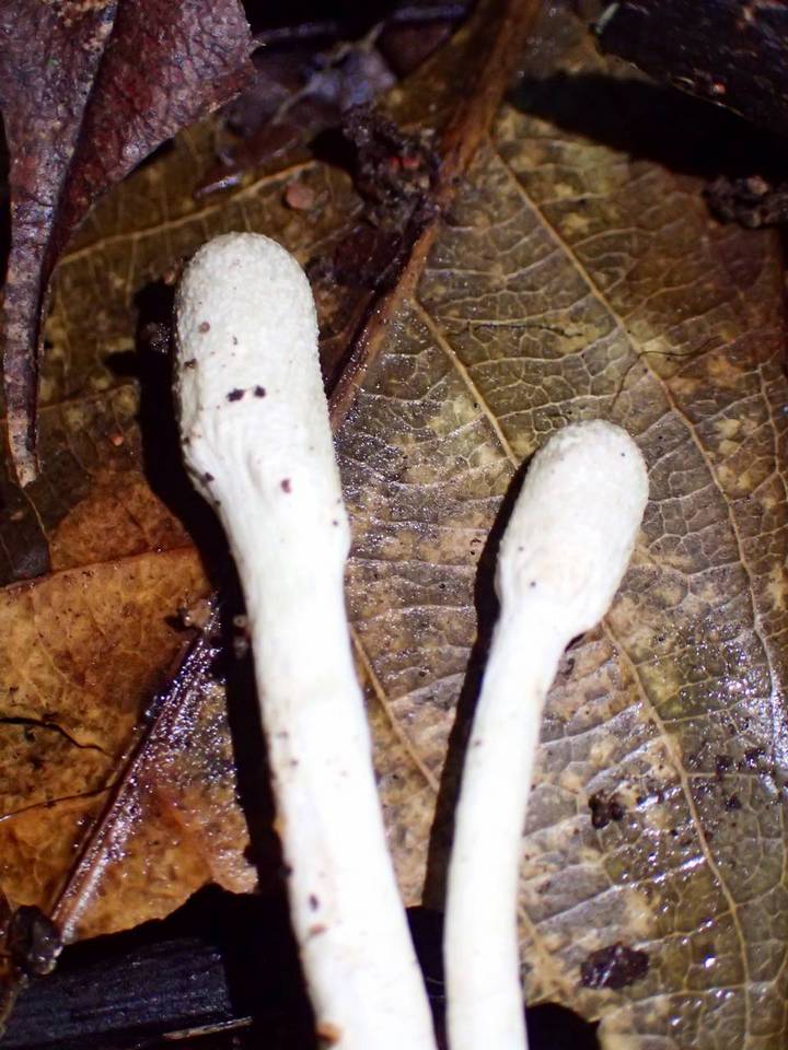 Cordyceps cylindrica image