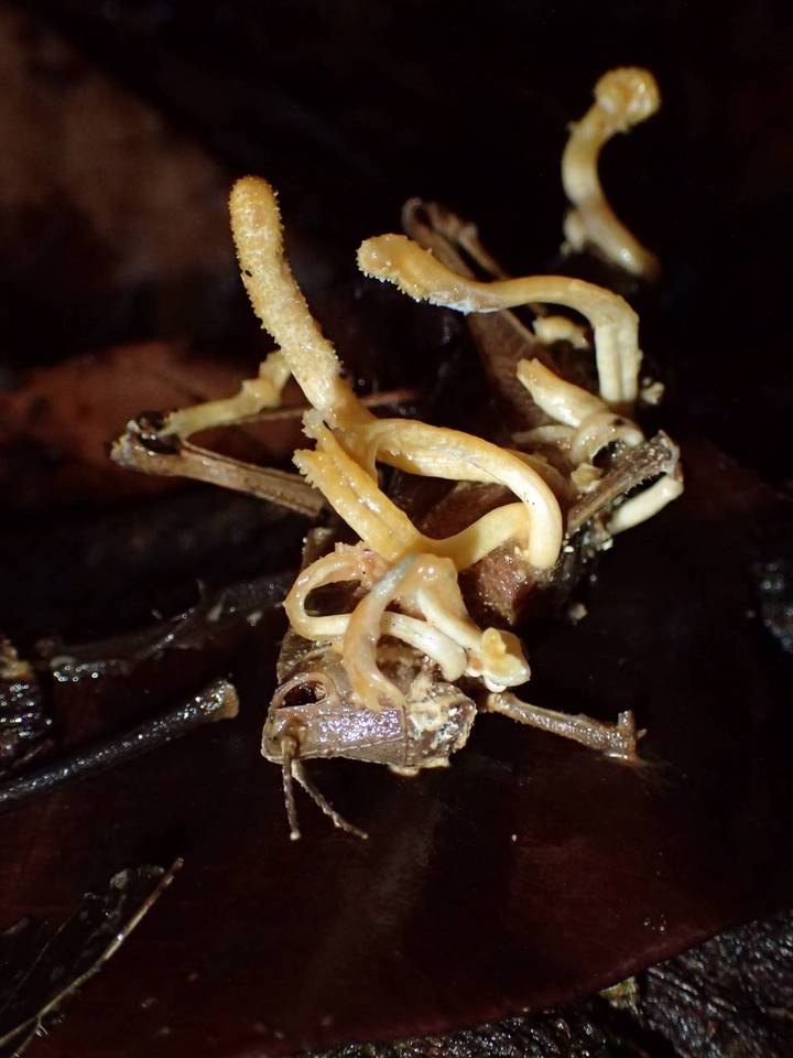 Cordyceps locustiphila image