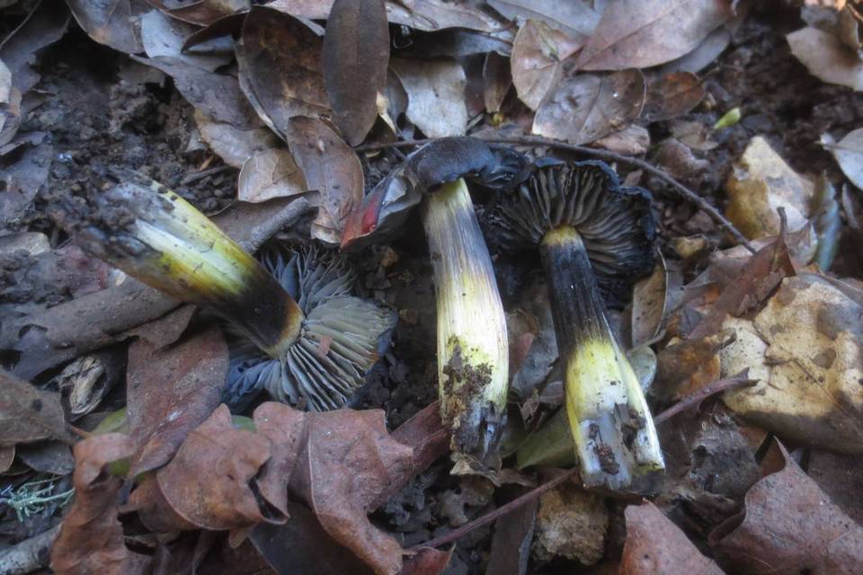 Hygrocybe nigrescens image