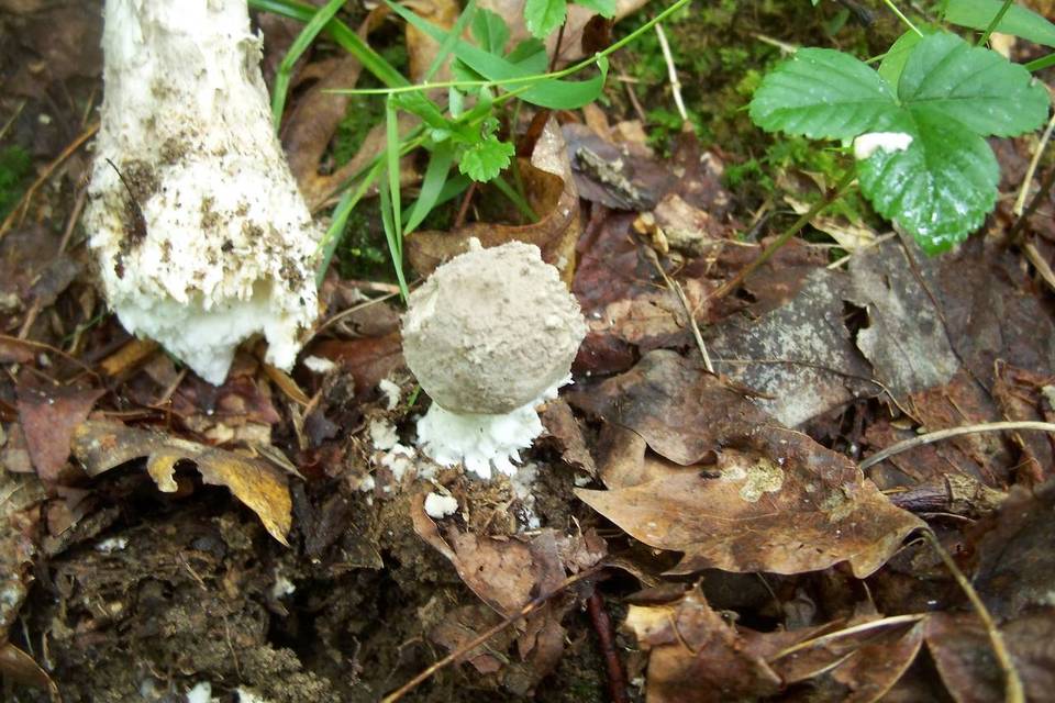Amanita cinereopannosa image