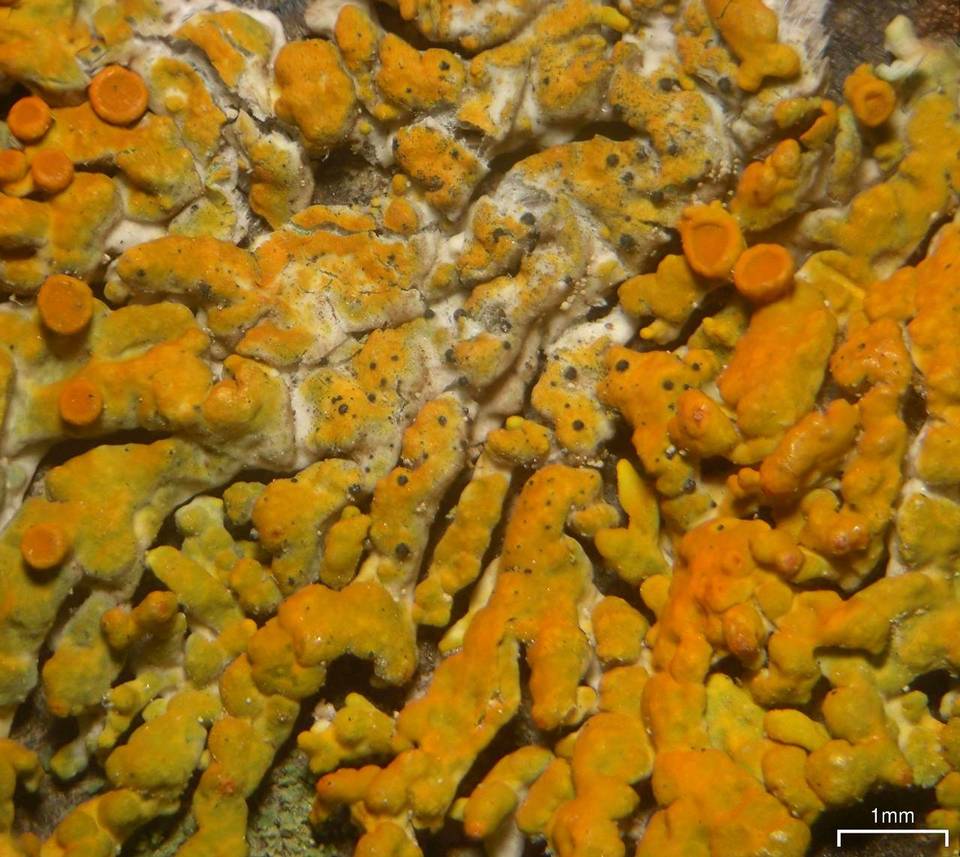 Muellerella lichenicola image