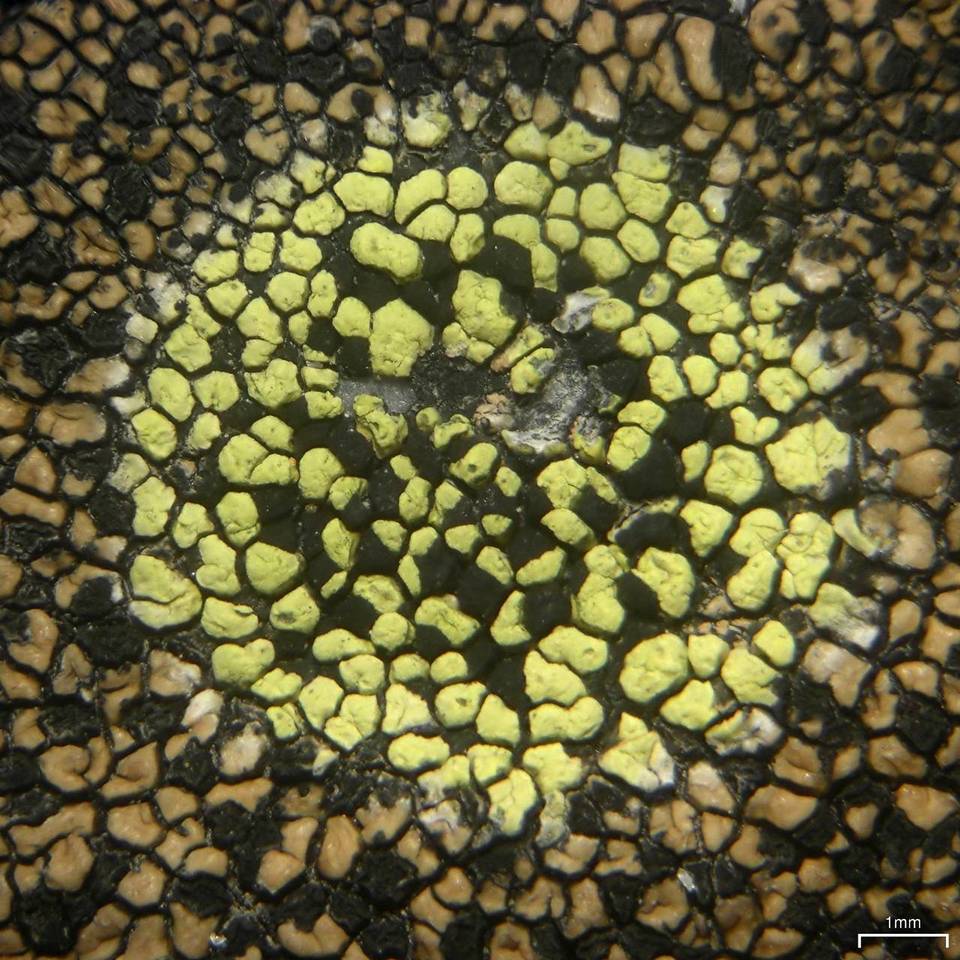Rhizocarpon pusillum image