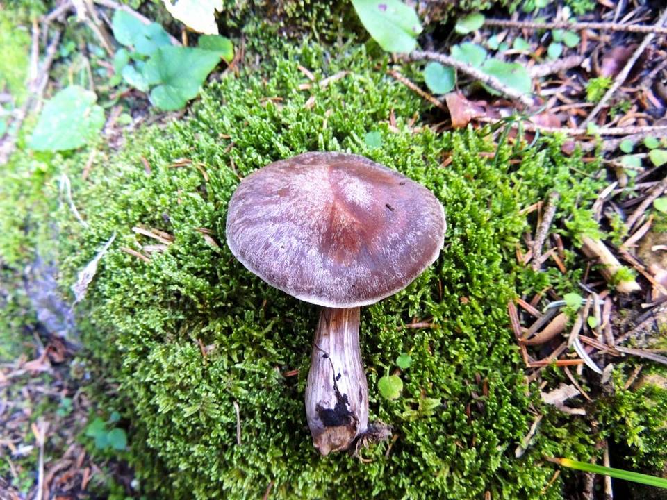 Cortinarius brunneus image