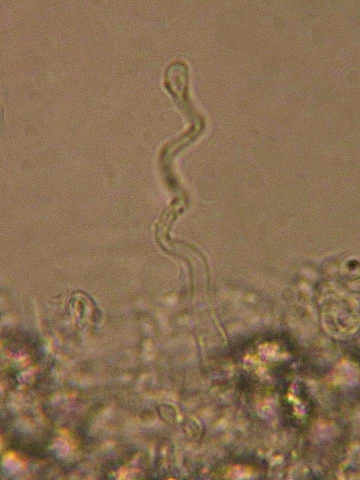 Hemimycena tortuosa image