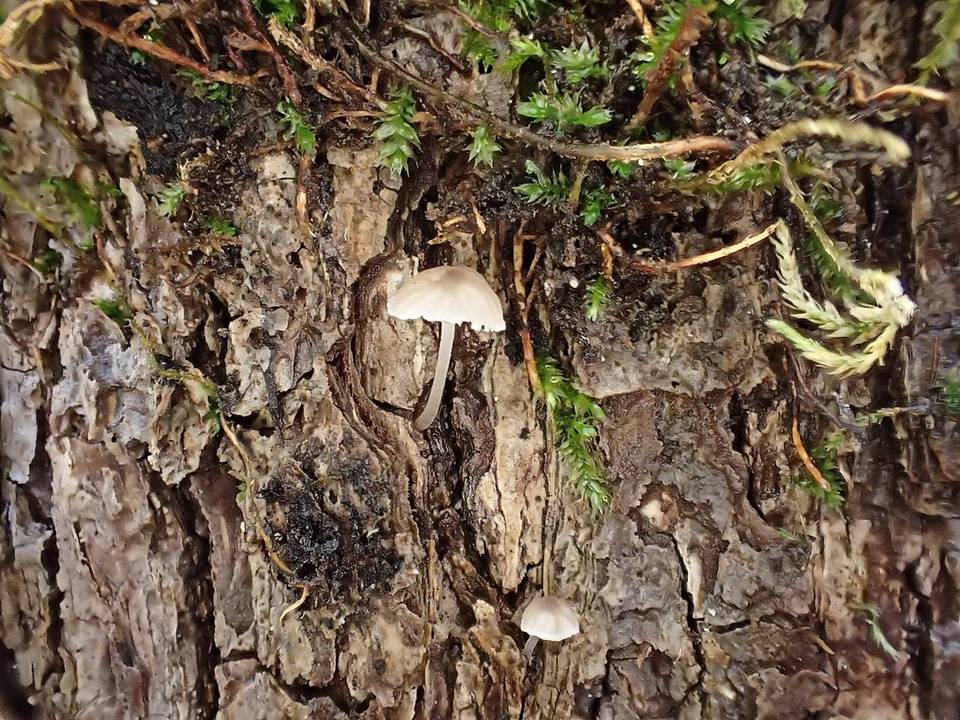 Mycena subsupina image