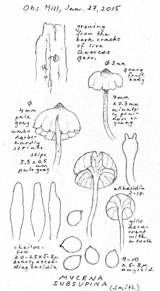 Mycena subsupina image