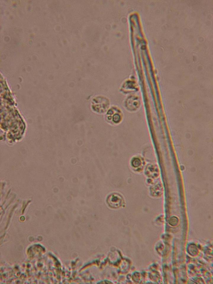 Trichobolus zukalii image