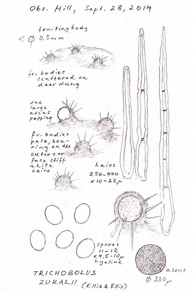 Trichobolus zukalii image