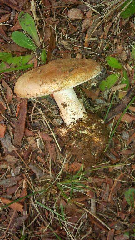 Amanita rosea image