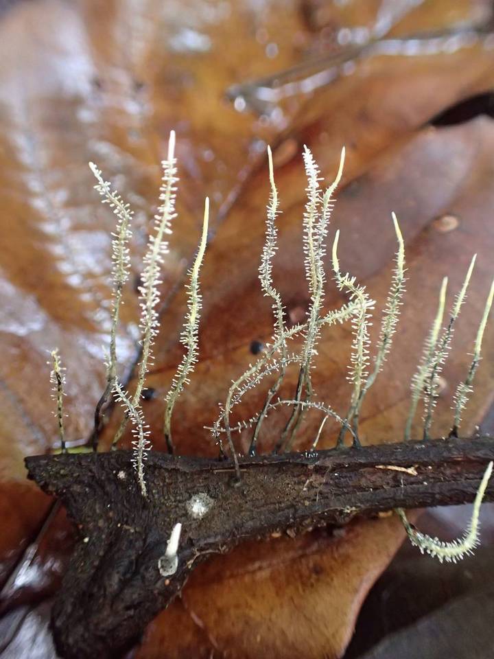Xylaria moelleroclavus image