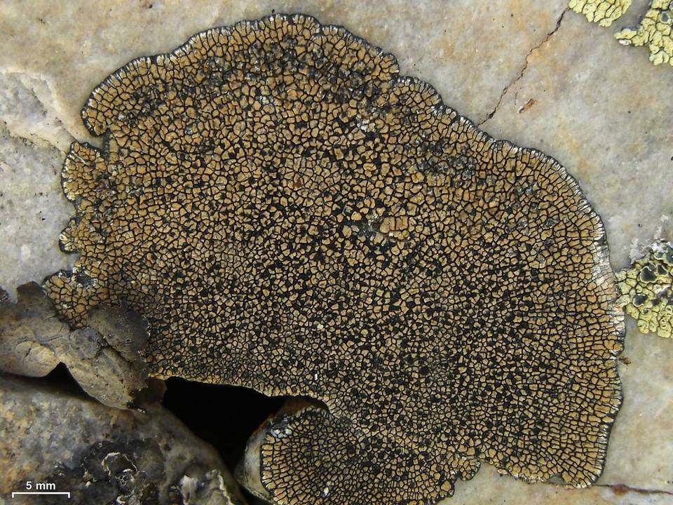 Sporastatia testudinea image