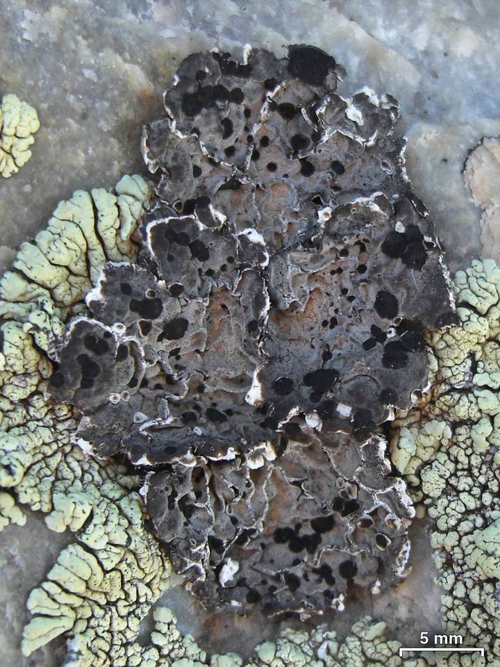 Umbilicaria virginis image