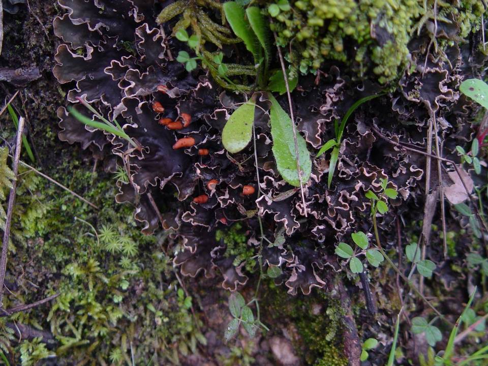 Peltigera hymenina image