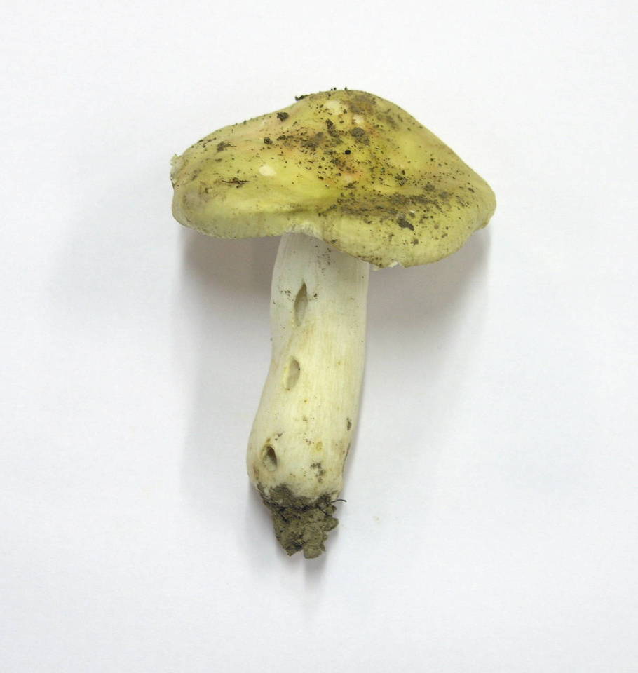 Russula postiana image