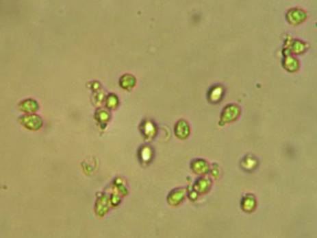 Ossicaulis lignatilis image