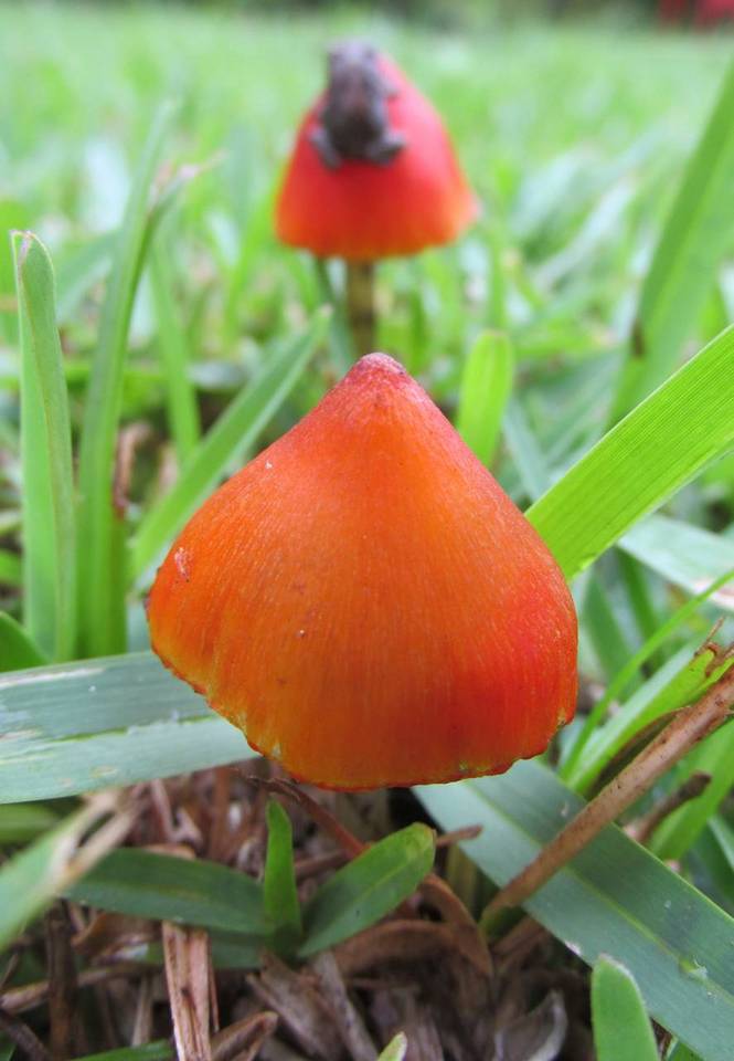 Hygrocybe nigrescens image