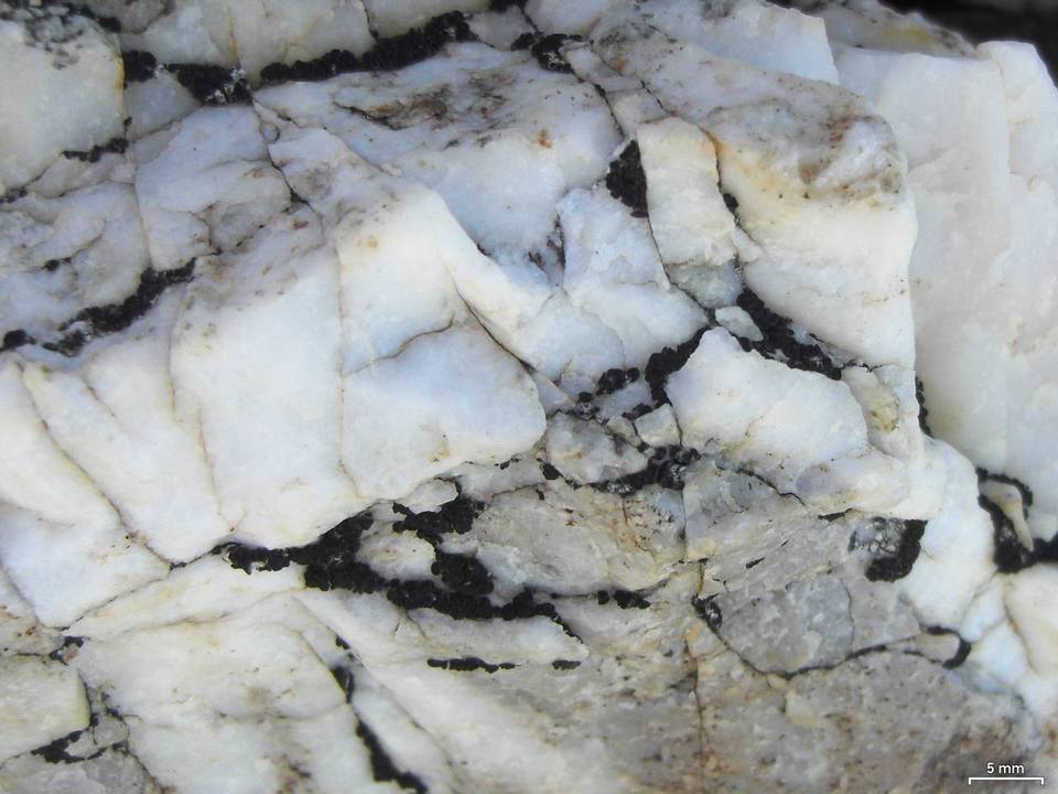 Lecidea promiscens image