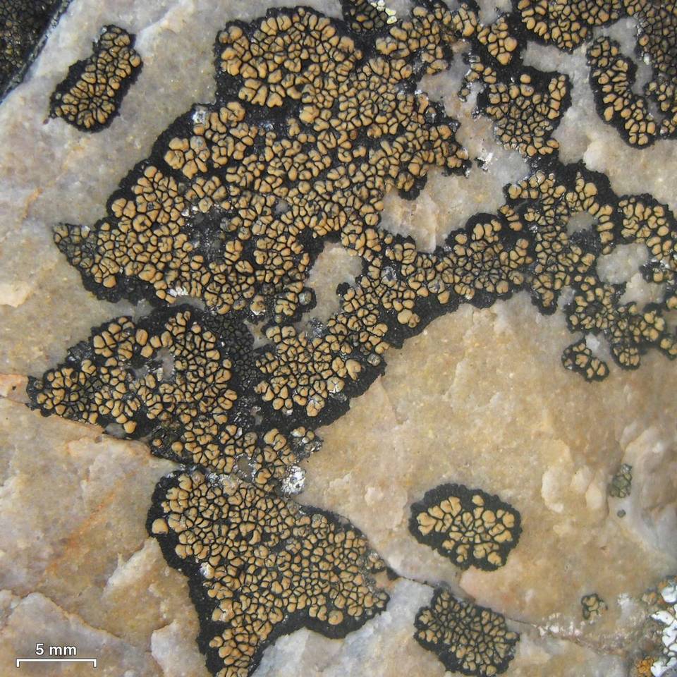 Lecidea syncarpa image