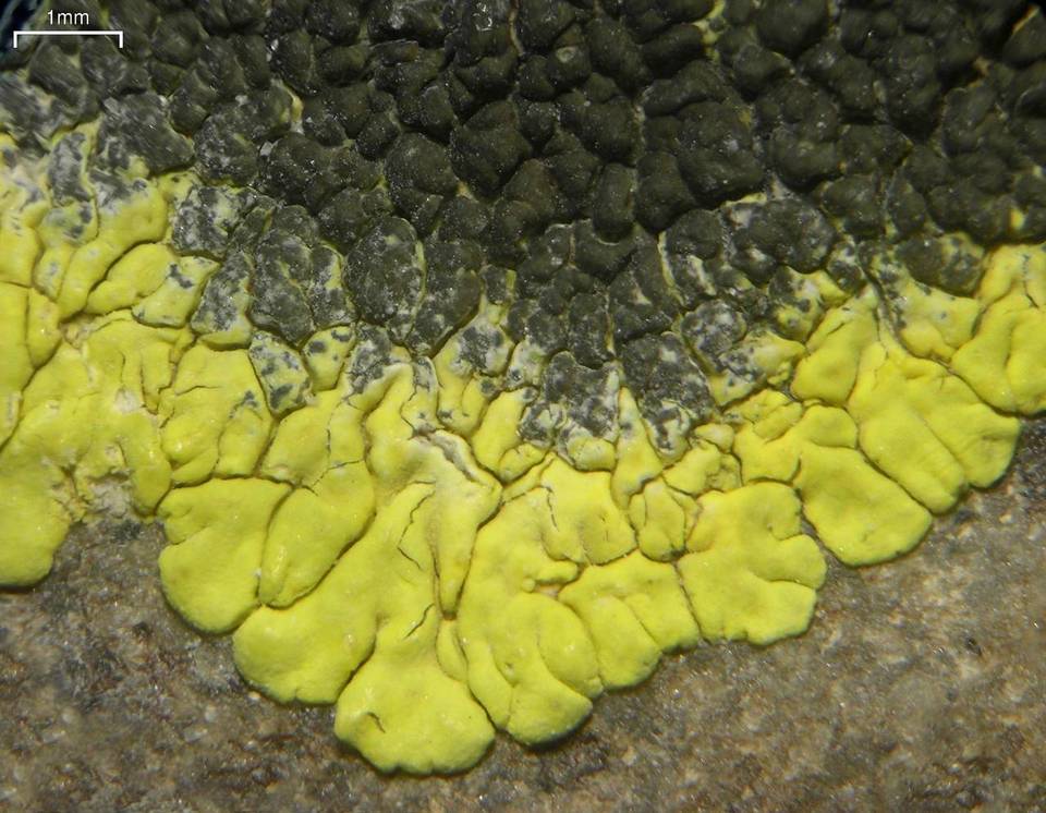 Carbonea assimilis image