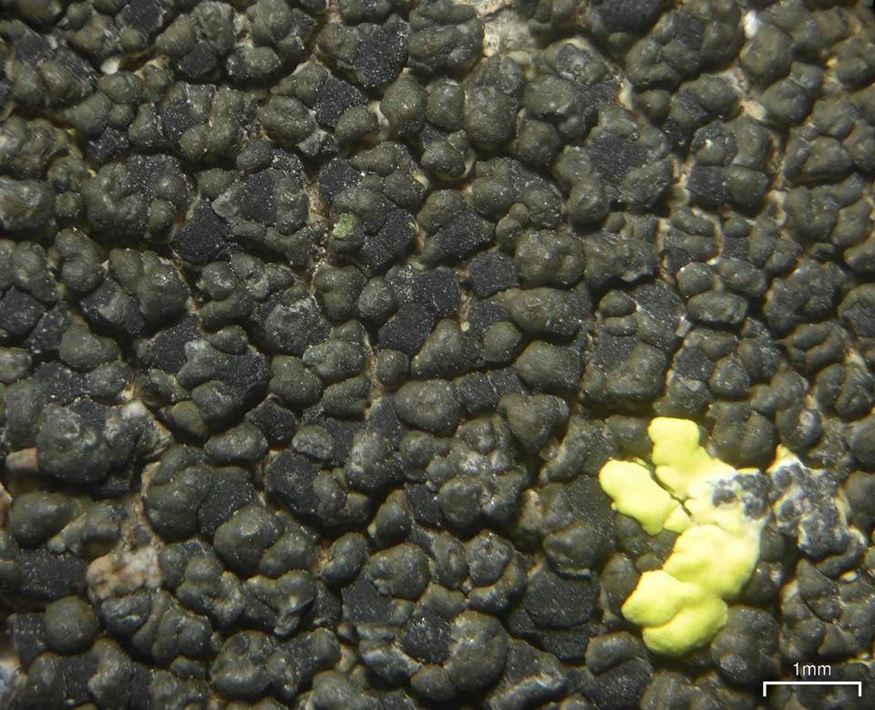 Carbonea assimilis image