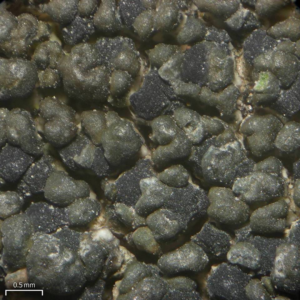 Carbonea assimilis image