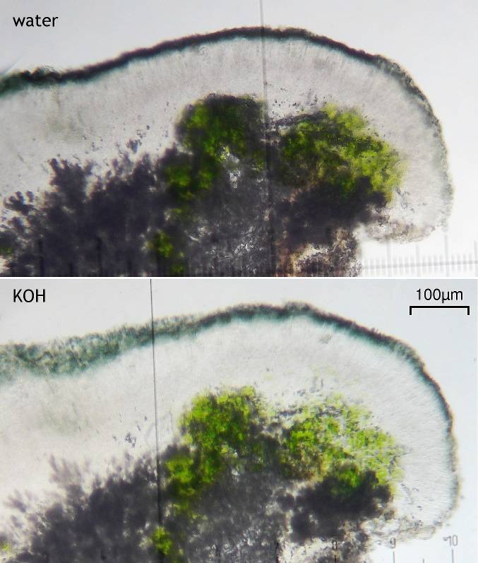 Carbonea assimilis image