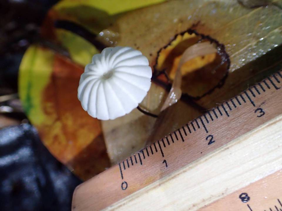 Marasmius rotuloides image