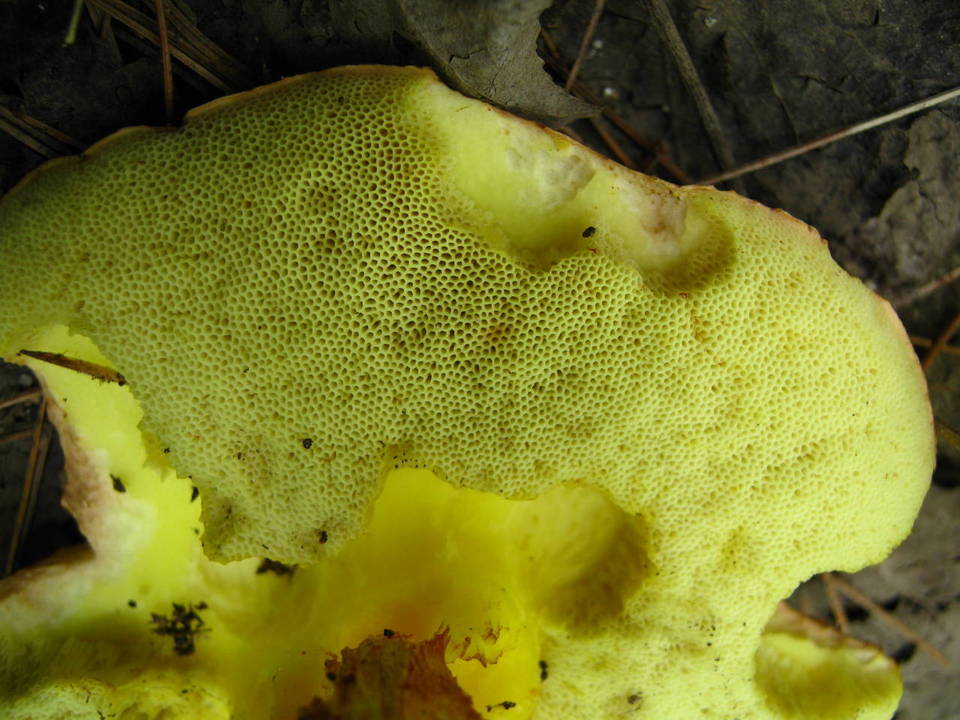 Leccinum subglabripes image