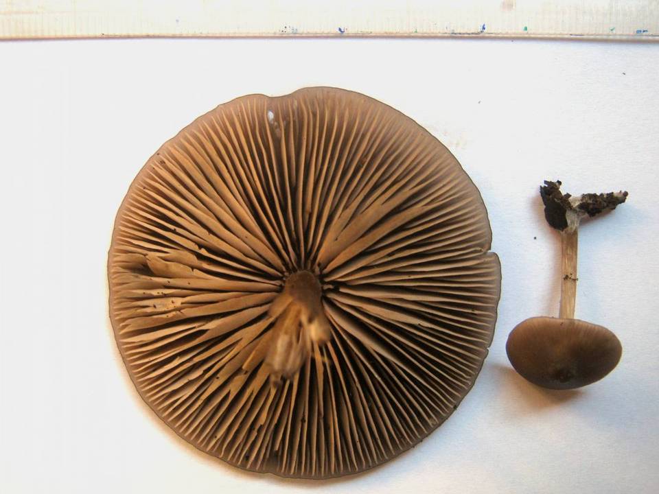 Entoloma occultopigmentatum image