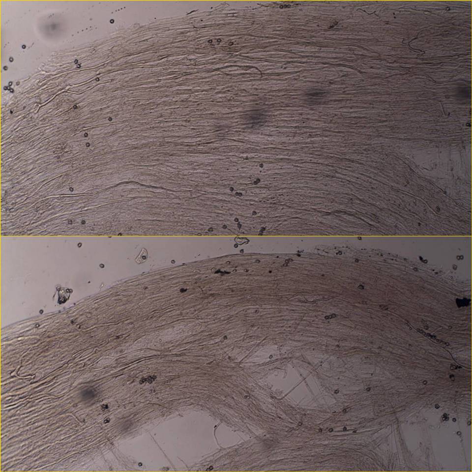 Entoloma occultopigmentatum image