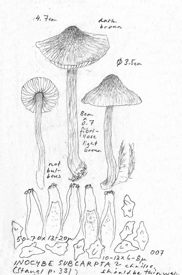 Inocybe subcarpta image