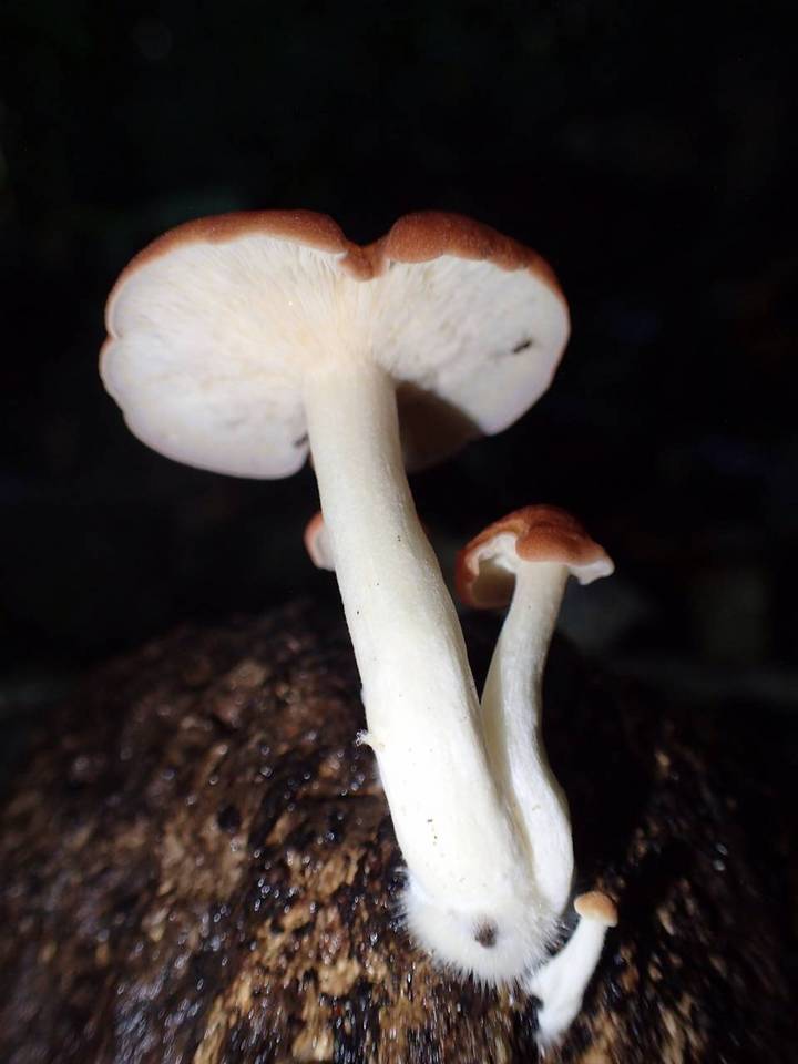 Leucopaxillus gracillimus image