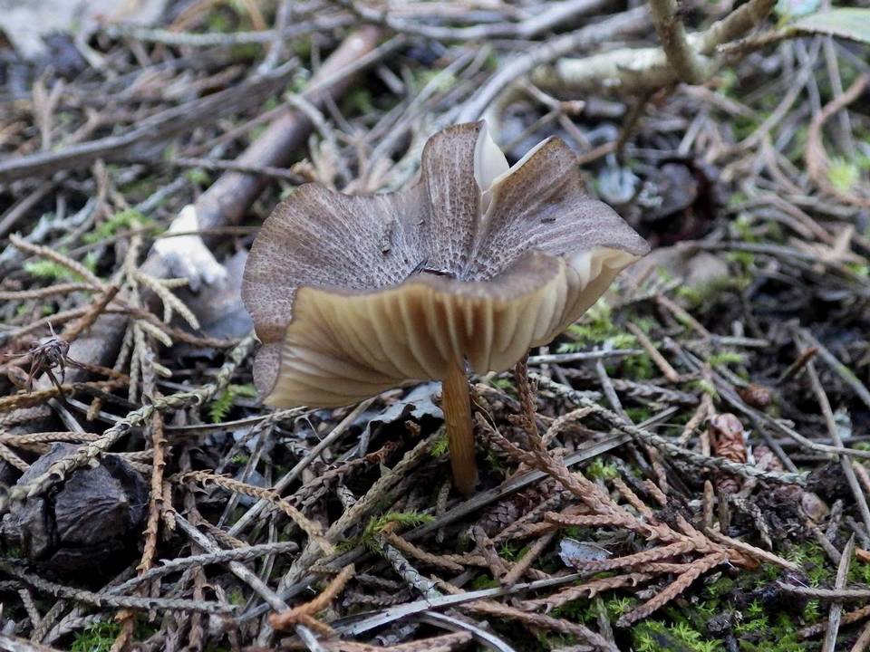 Entoloma sodale image