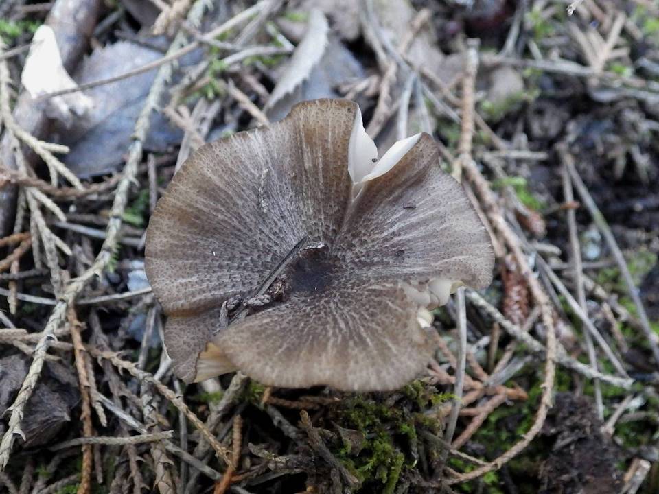 Entoloma sodale image