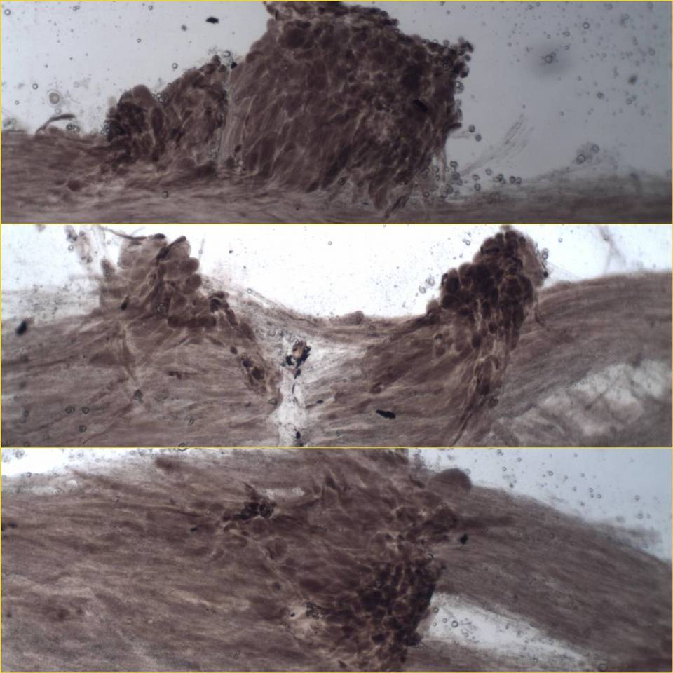 Entoloma sodale image