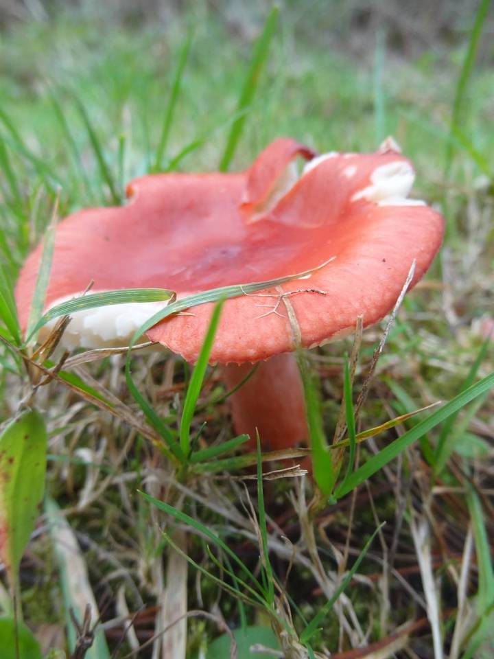 Russula americana image