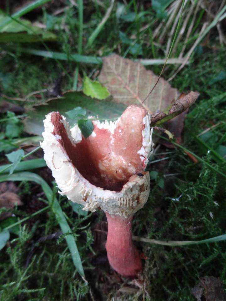 Russula americana image
