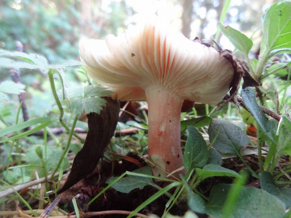 Russula americana image