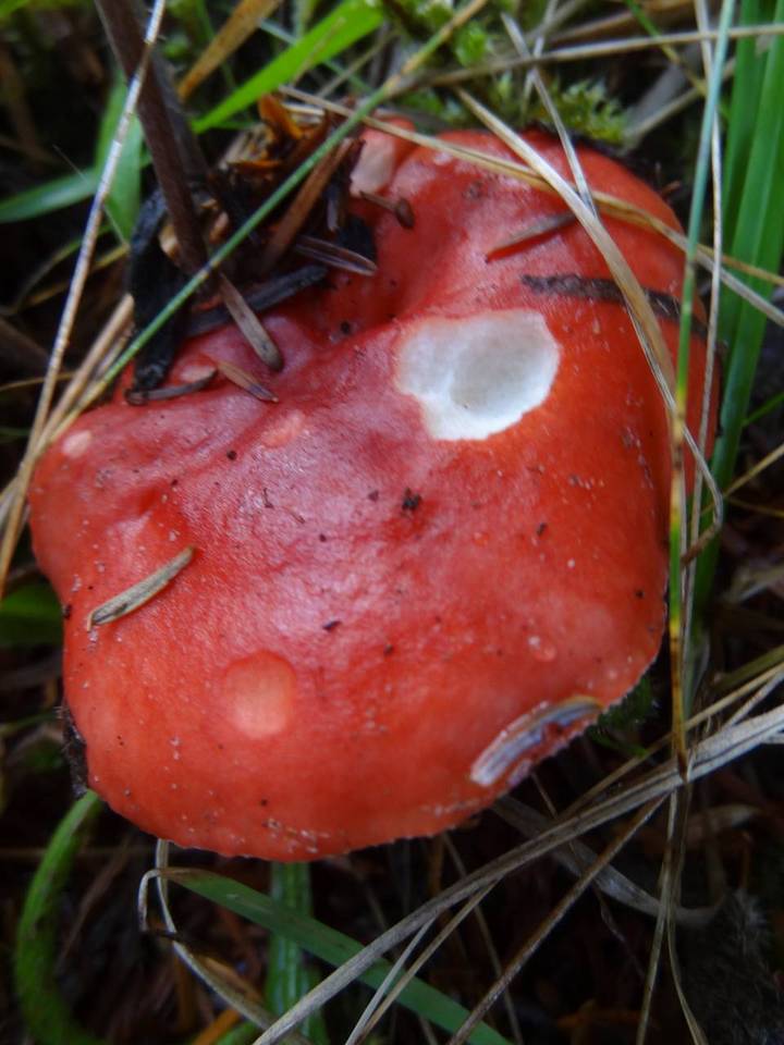 Russula americana image