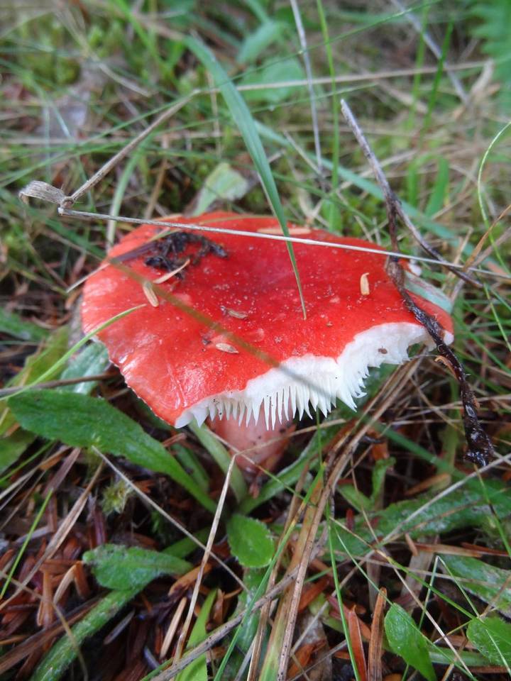 Russula americana image