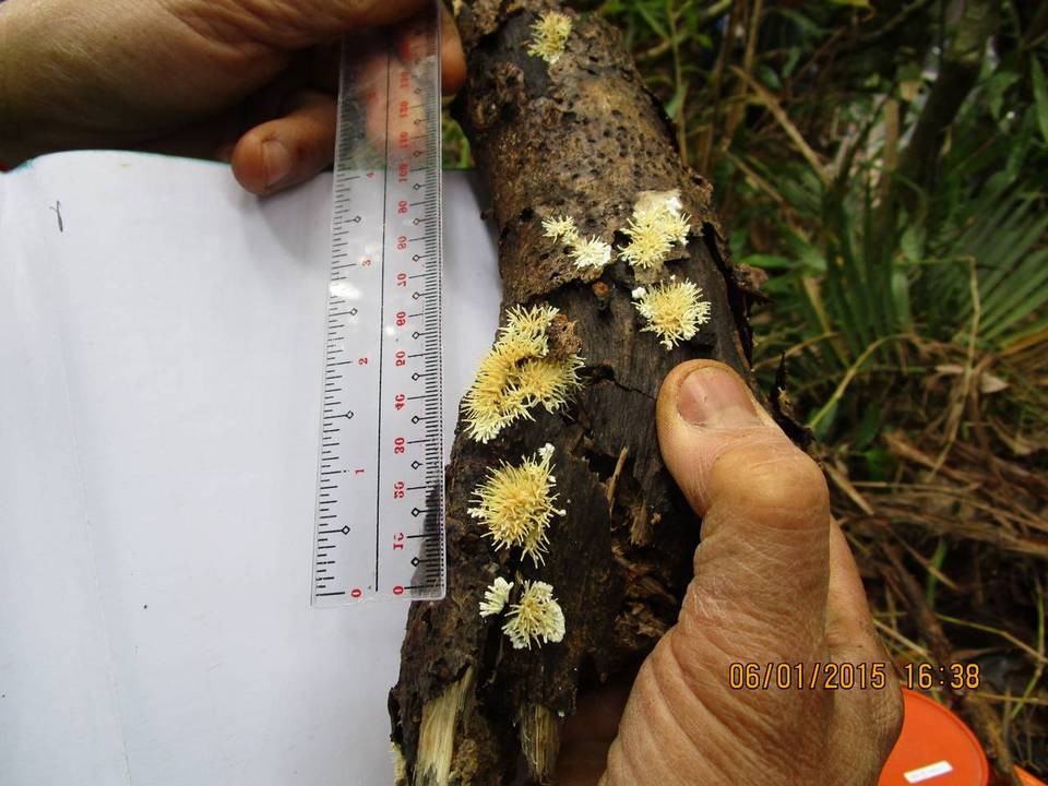Echinoporia hydnophora image