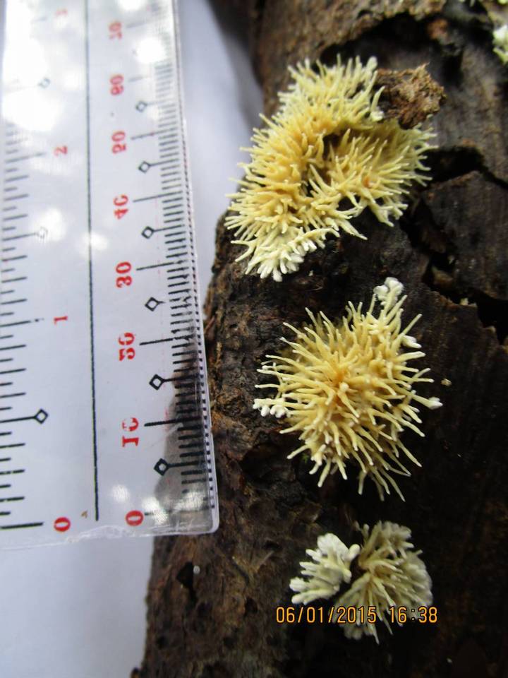 Echinoporia hydnophora image