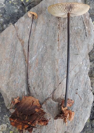 Mycetinis alliaceus image