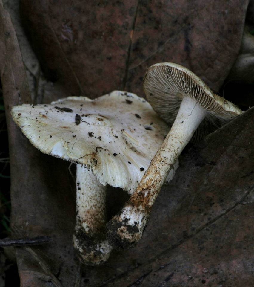 Pseudosperma sororium image