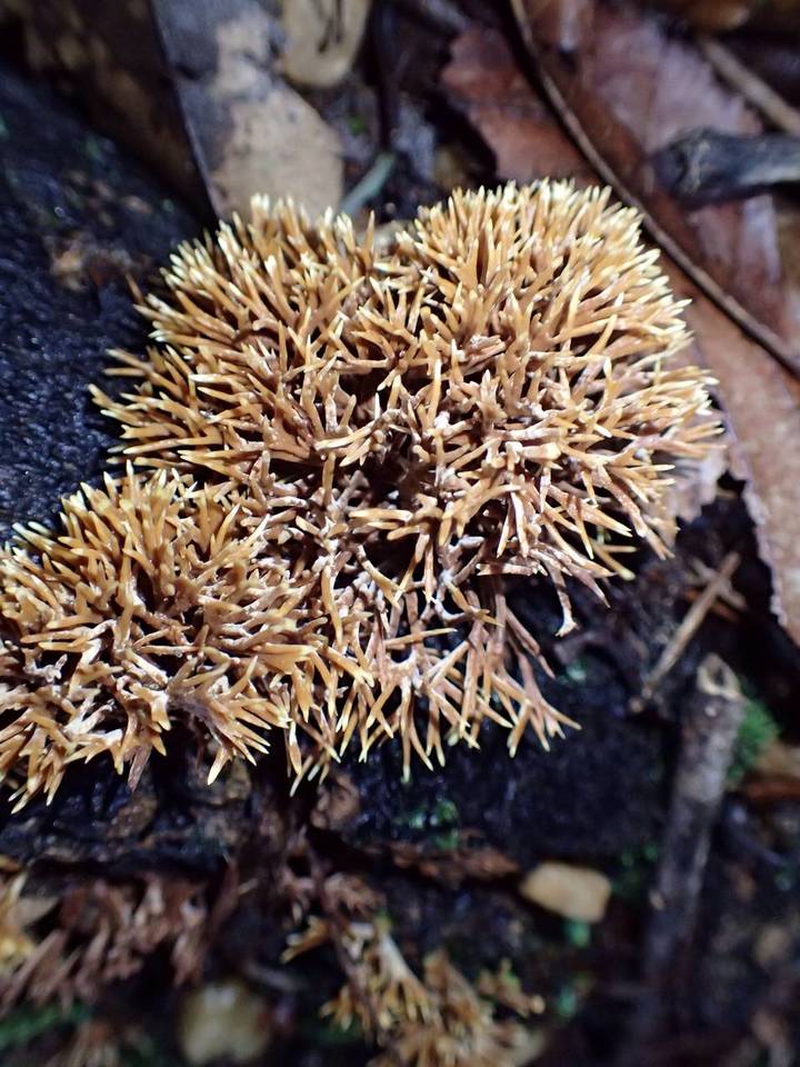 Lachnocladium denudatum image