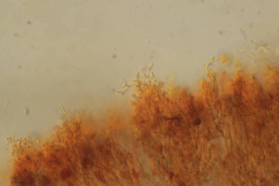 Punctularia image