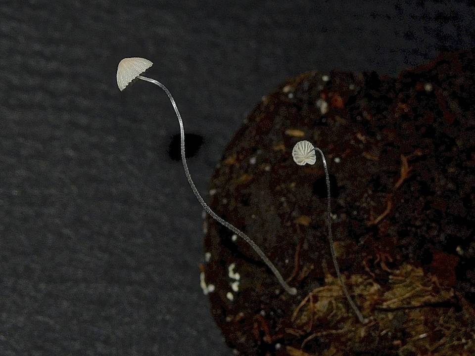 Mycena incarnativelum image