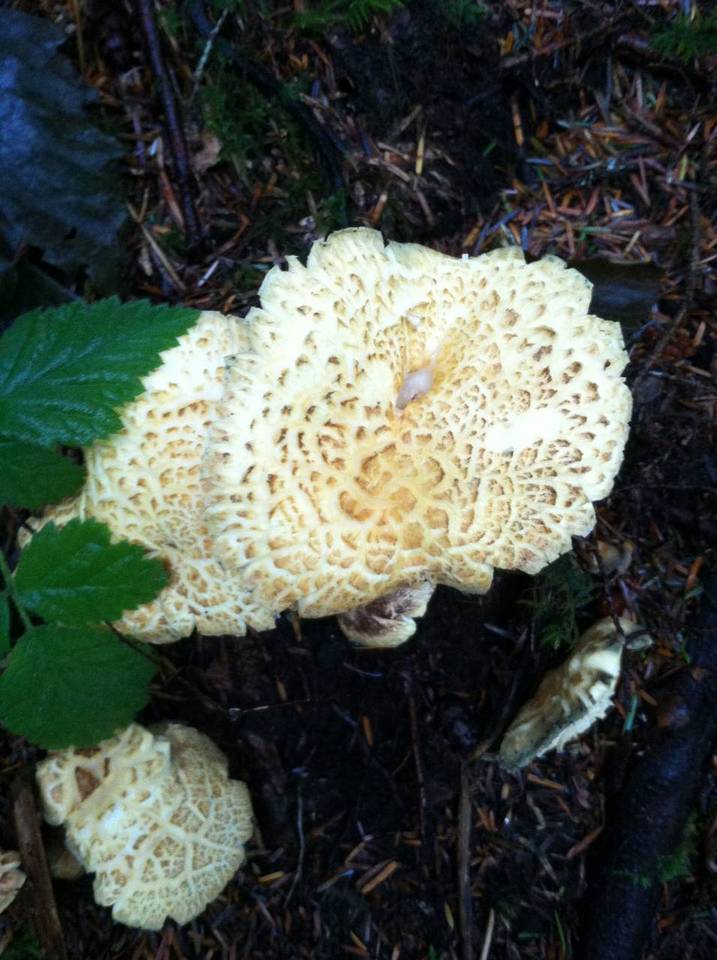 Albatrellus avellaneus image