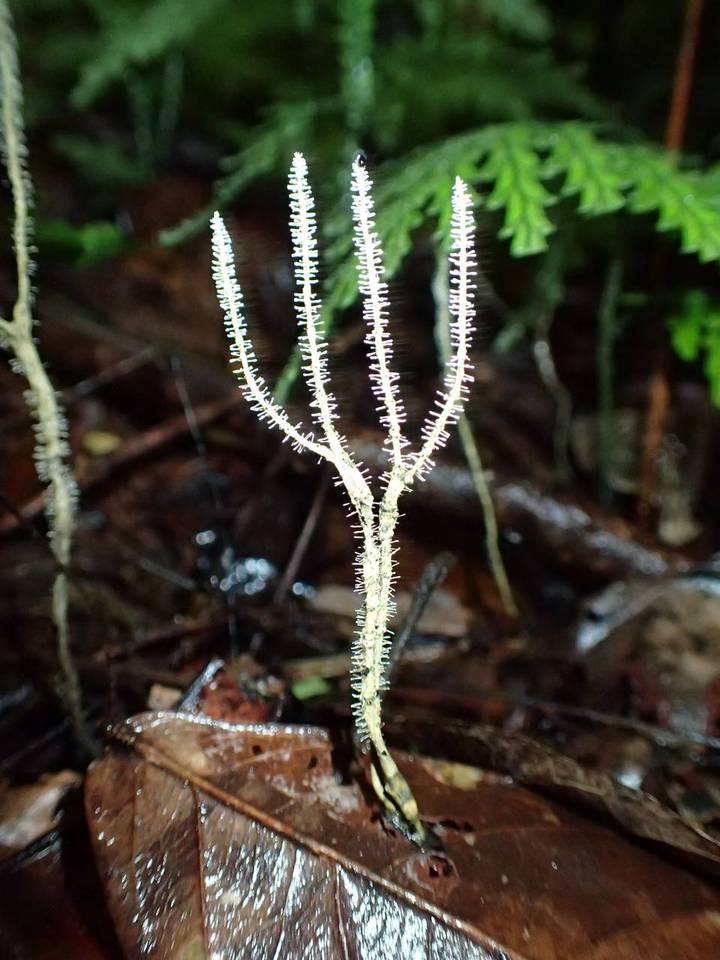 Xylaria moelleroclavus image