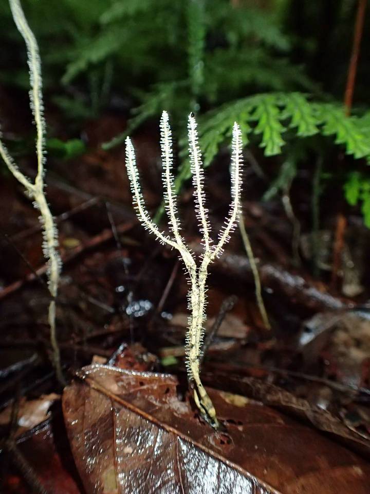 Xylaria moelleroclavus image